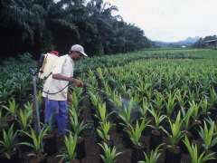 plantation-de-palmiers-a-huile_940x705.jpg